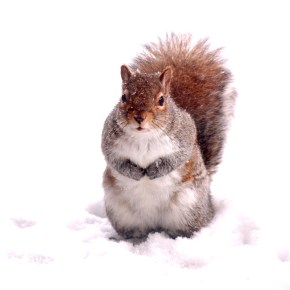 Squirrelling Away For&nbsp;Winter