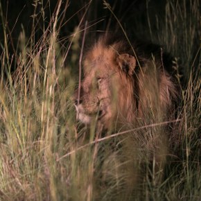 Lions and Tweeters and Blogs, oh my! A cautionary tale for&nbsp;all